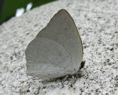 �E���M���V�W�~�͊p������