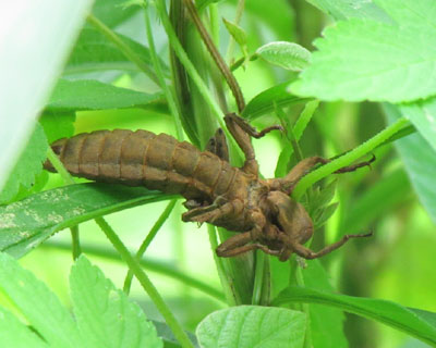 ����̓��S�Ȃ́H