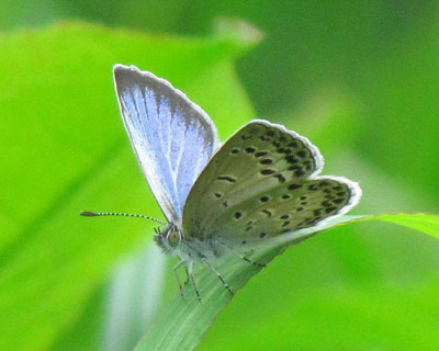 �����̃��}�g�V�W�~