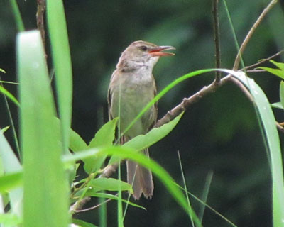 �I�I���V�L���͂��������J���Ă���