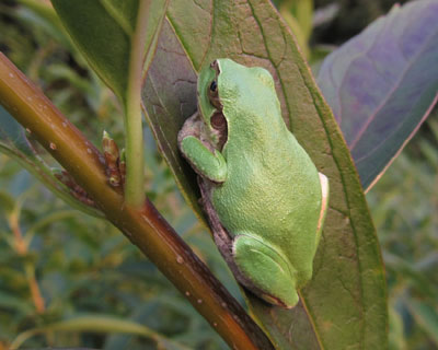 �������ɔ�����