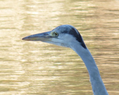 �����Ɩڂ����������Ă�