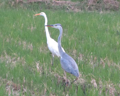 �_�C�T�M�ƃA�I�T�M