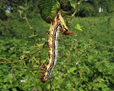 �m���̃t�N���X�Y��