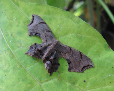 �`���J�R�C�C�n����