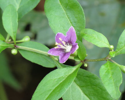 �������Ă��ꂢ�ȉ�