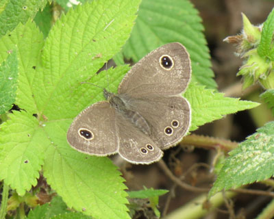 �q���E���i�~�W���m��