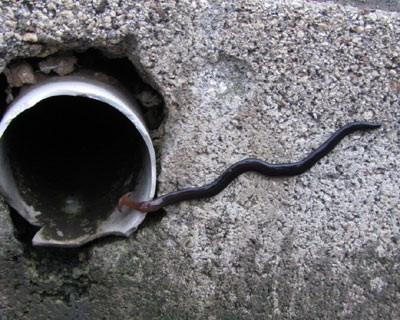 �R�E�K�C�r�����r�����ɏ�����