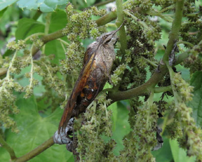 �~�܂�ƂȂ񂾂��킩��Ȃ��z�V�z�E�W���N