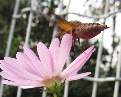 ��ԂƎʐ^�Ɏʂ�Ȃ��z�V�z�E�W���N