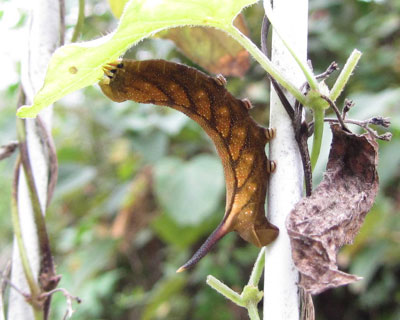 �߂��ɂ͎q�������������ς�