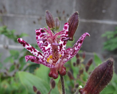 �����ɍ炭�z�g�g�M�X