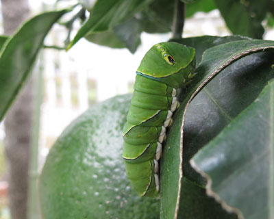 ���N�͏��Ȃ������C�������