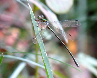 �C�g�g���{�̃I�[�g�t�H�[�J�X�͓��