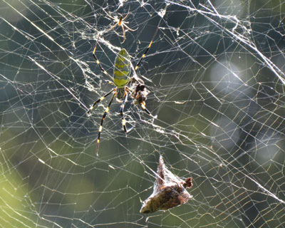 �X�Y���K���d���߂��炵���W�����E�O��