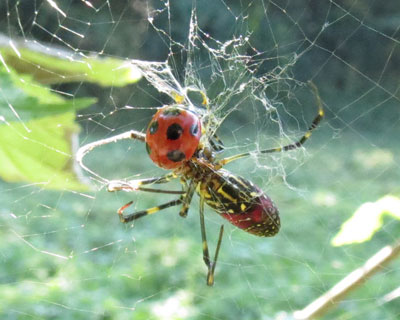 �e���g�E���V����������