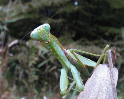 �����Ί�̃J�}�L��