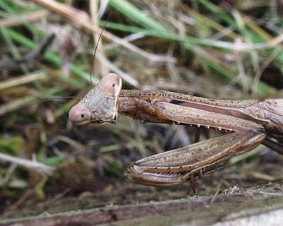 �H�̓J�}�L���̋G��