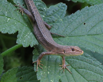 �U������J�i�w�r