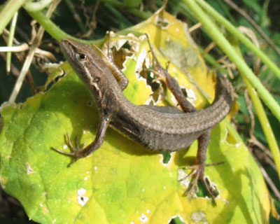 ���������̂͗��H�l���H