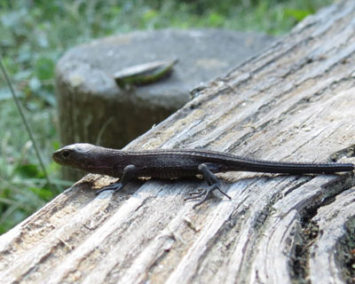 �ؓ��ɂ͂����J�i�w�r