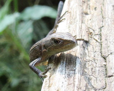 �Ȃ����߂�