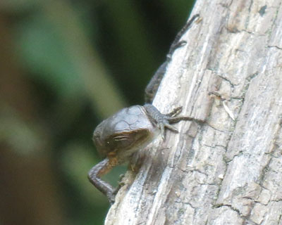 �����ɂ�������