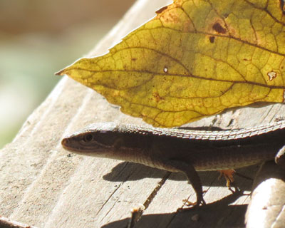 �P�Q���ɂ��ؓ���