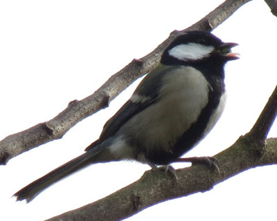 �Ȃɂ����킦�Đ�܂ŏo�Ă�