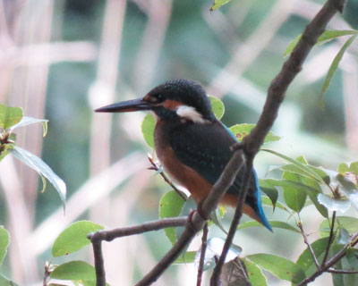 �ߏ��̃J���Z�~