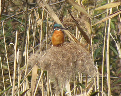 �������͉����ł���܂�