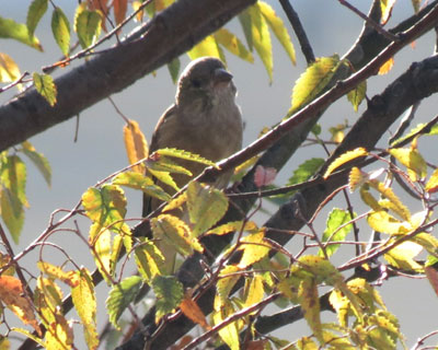 �͗l���ςȃJ�����q��