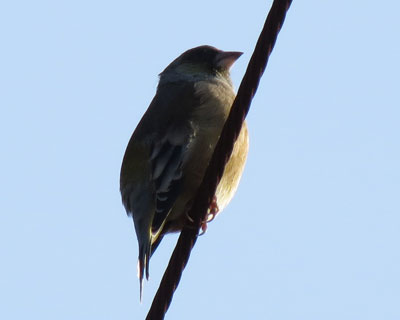 �V���̂悤�Ɋۂ�