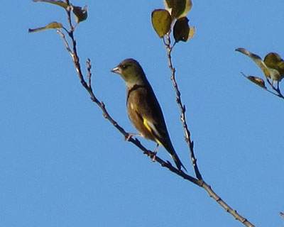 �����Ńo�����X�����Ǝ񂪐L�т�