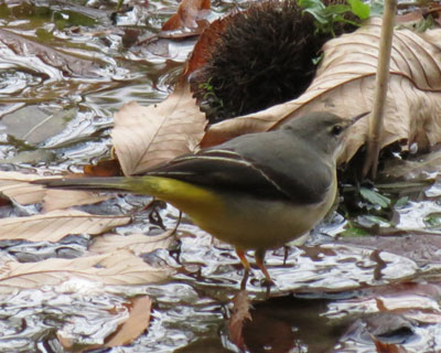 �L�Z�L���C�͂�������������