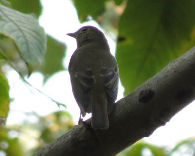 �L�r�^�L�ۂ��̂�����