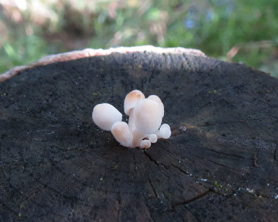 ���킢���L�m�R