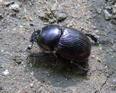 �Z���`�R�K�l�݂���