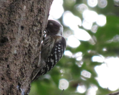 �炪�Ȃ�����