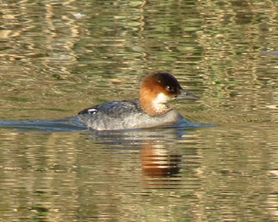 �[�[�[���ƃ~�R�A�C�T