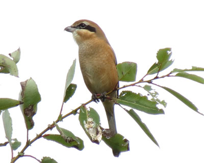 �������ł郂�Y