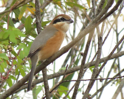 ������Ƃɂ�����H