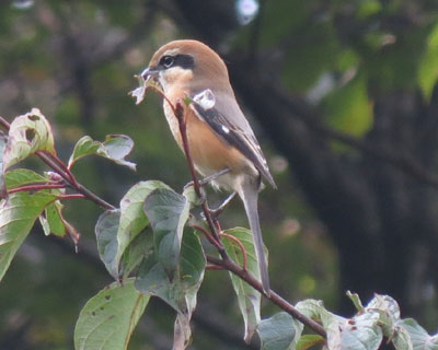 ���f�J��