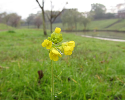 �P�P���ɍ؂̉�