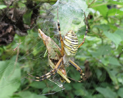 �i�K�R�K�l�O�����H����