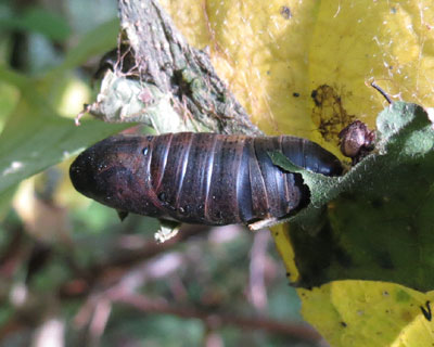 �Ȃɂ����匂ۂ�