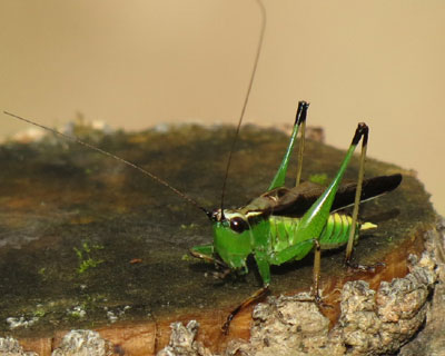 ���킢�����炽�Ԃ�T�T�L��