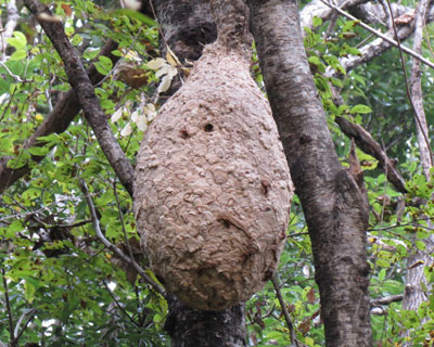 �L�C���X�Y���o�`�̋󂫑�