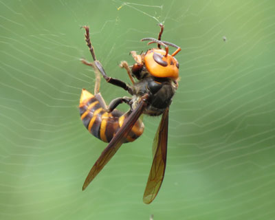 �I�I�X�Y���o�`���Ԃɂ������Ă�Ǝv������