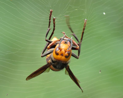 �]�T�œ��c�q���˂Ă�